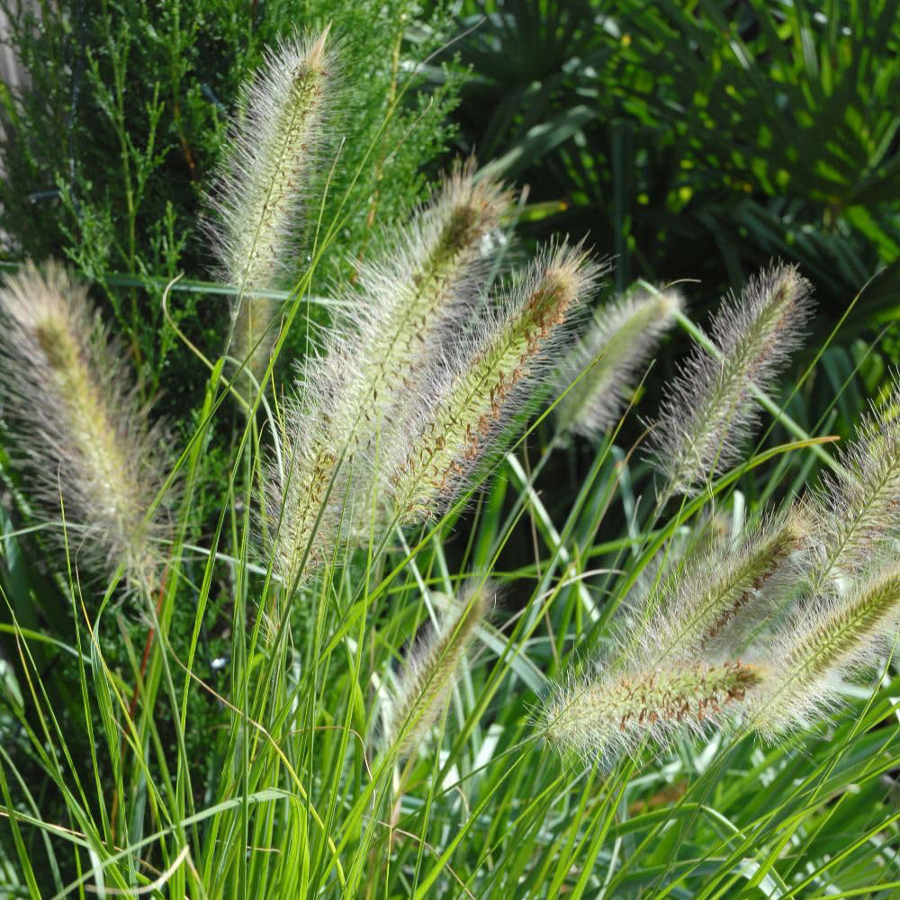 Thompson and Morgan Pennisetum Alopecuroides Hameln Plant Pot 12cm 2 Pack Image 3