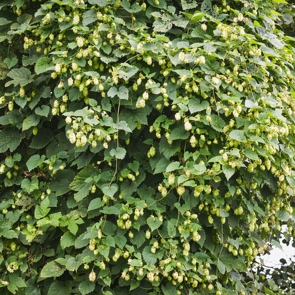 Thompson & Morgan Humulus Lupulus Hop Plant Pot 9cm 3 Pack Image 2