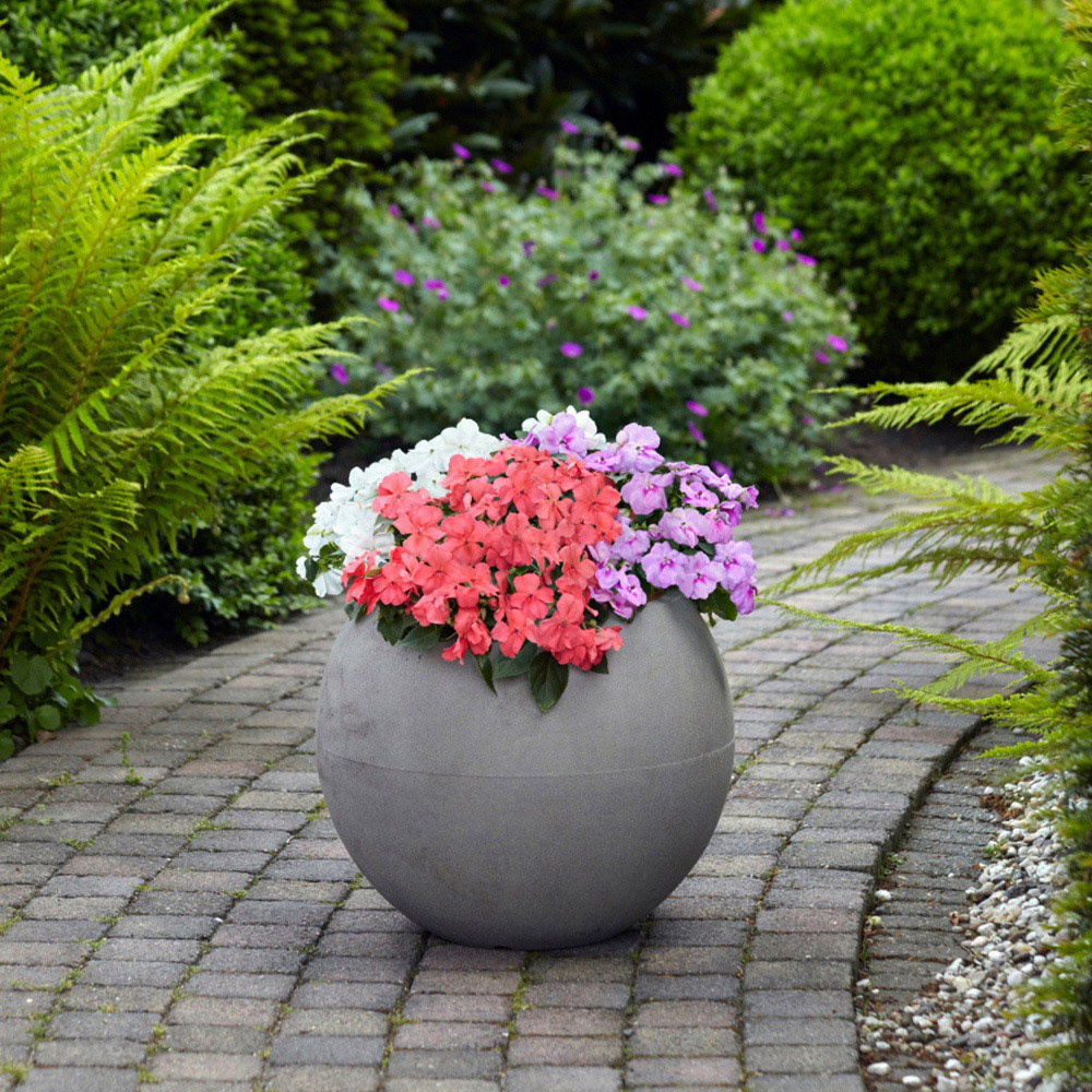 Thompson and Morgan Impatiens Busy Lizzie Pearl Island Plant Plug 24 Pack Image 4