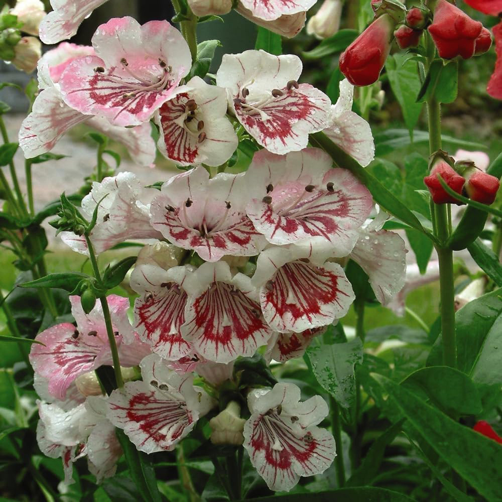 Thompson and Morgan Penstemon Ice Cream Collection Jumbo Plant Plug 6 Pack Image 3