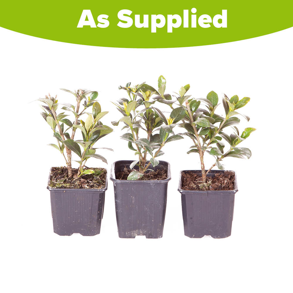 YouGarden Gardenia Kleims Hardy Plant Pot 9cm 3 Pack Image 3