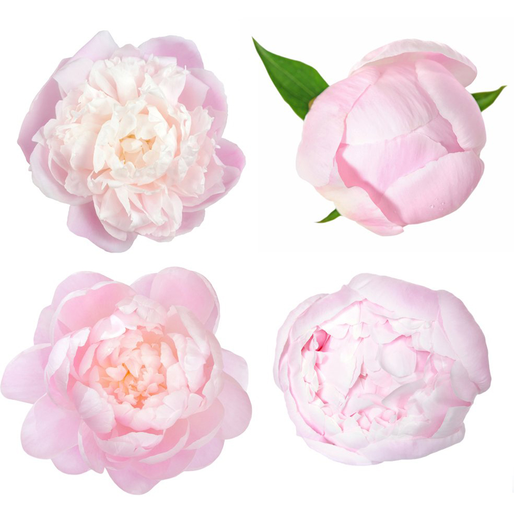 Thompson & Morgan Peony Edens Perfume Bare Root 2 Pack Image 2