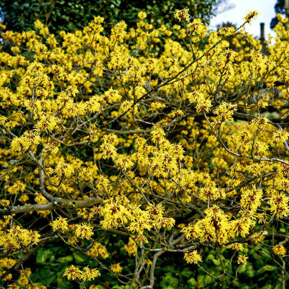Thompson and Morgan Hamamelis Intermedia Pallida Potted Plant 9cm 2 Pack Image 3
