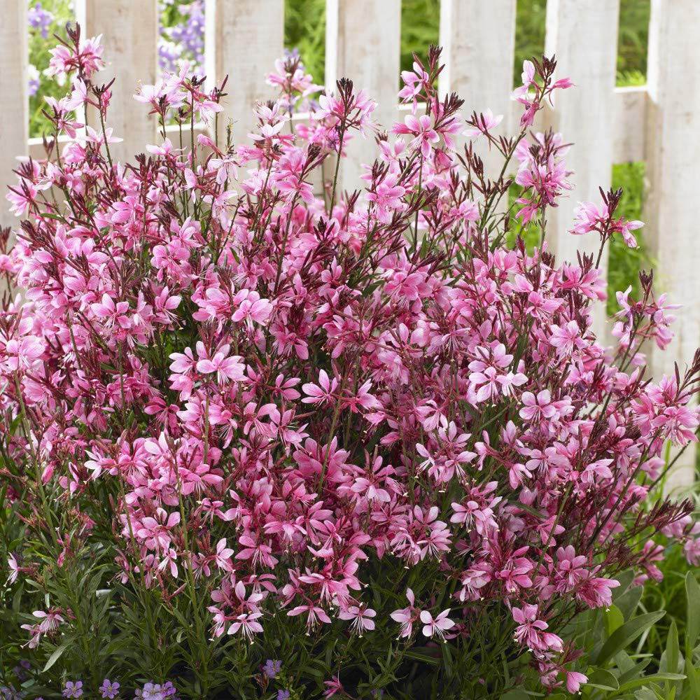 Thompson & Morgan Dark Pink Gaura Baby Butterfly Plant Pot 9cm 3 Pack Image 2