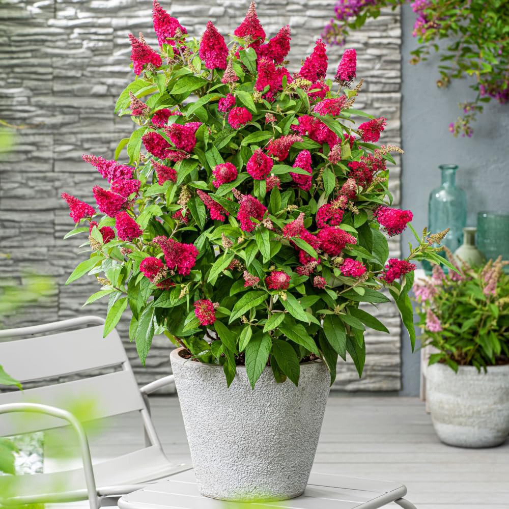 Thompson and Morgan Buddleja Butterfly Candy Little Ruby Pot 9cm Image 2