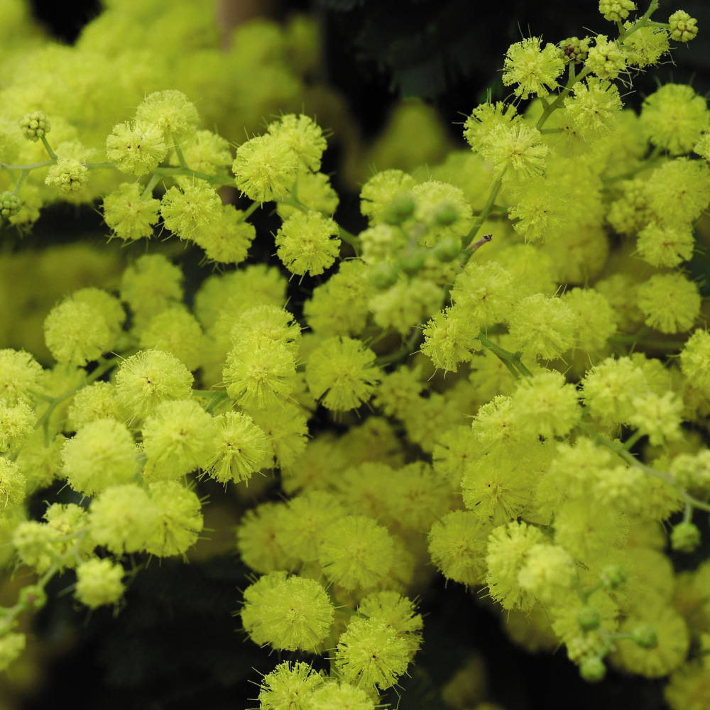 Thompson and Morgan Acacia Mimosa Dealbata Plant in Pot 9cm 3 Pack Image 2