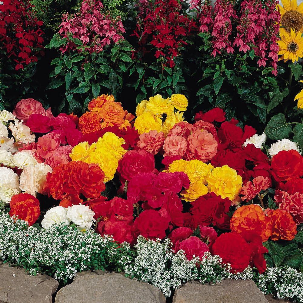 Thompson and Morgan Begonia Nonstop Mocca Mixed Plant Plug 12 Pack Image 3