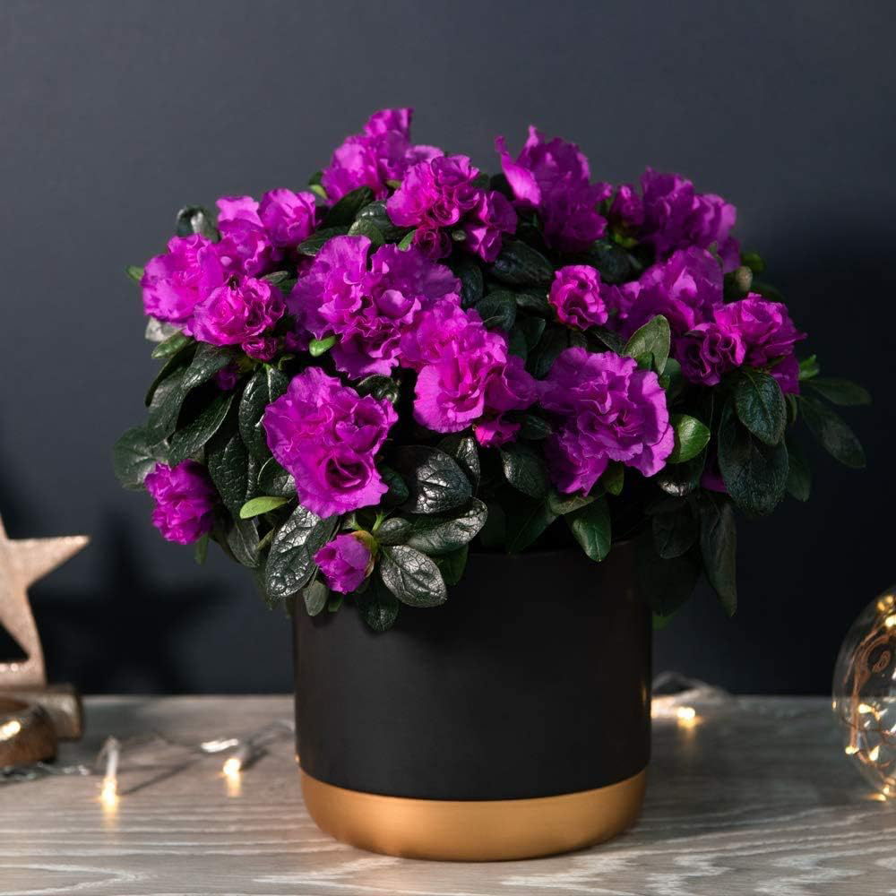 Thompson and Morgan Christmas Gift Azalea Purple Rosebud Plant Pot 14cm 2 Pack Image 3