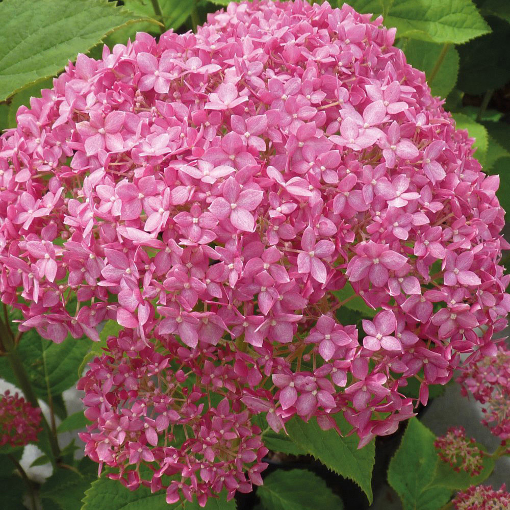 Thompson and Morgan Hydrangea Pink Annabelle Plant Pot 3L Image 1