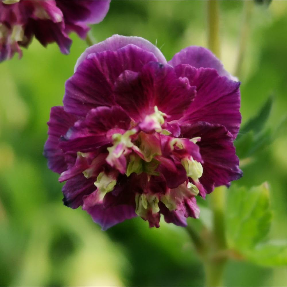 Thompson and Morgan Geranium Phaeum Joseph Green Plant Pot 1L Image 1