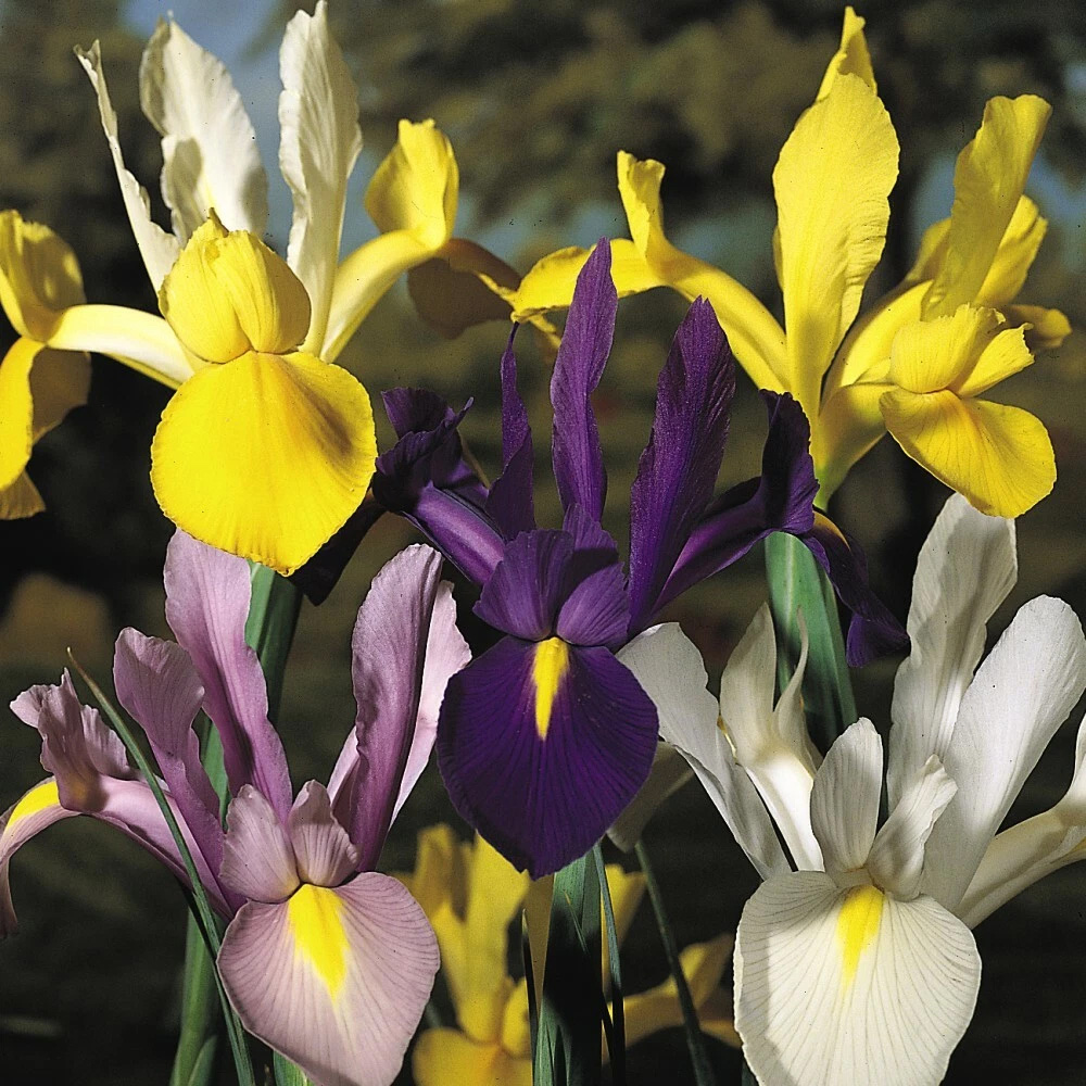 Thompson and Morgan Iris Dutch Mixed Spring Planting Bulb 160 Pack Image 3