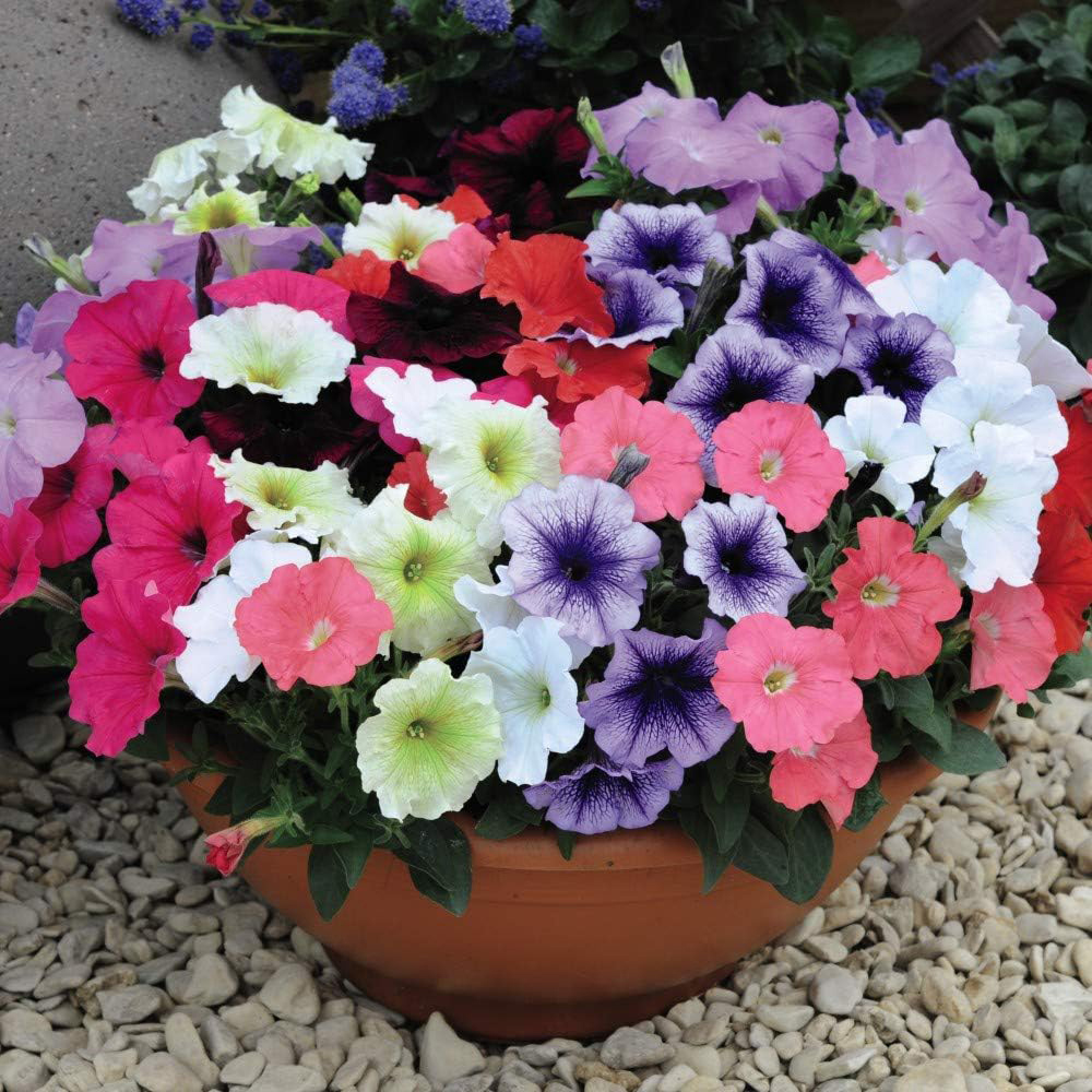 Thompson and Morgan Petunia Frenzy Mixed Plant Plug 72 Pack Image 3