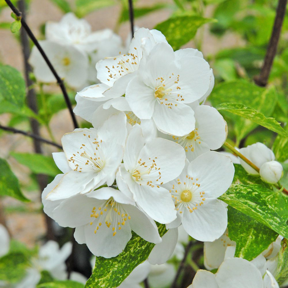 Thompson and Morgan Philadelphus Innocence Plant Pot 3.6L Image 1