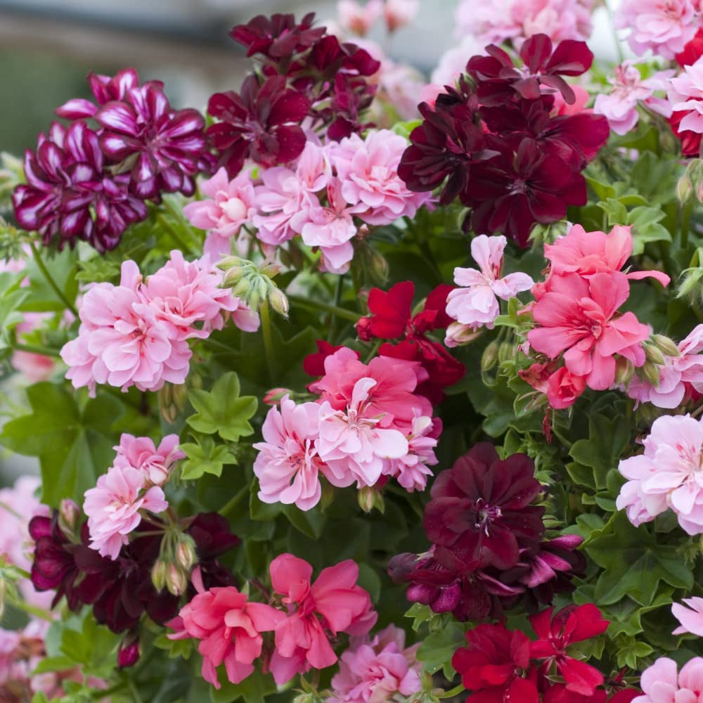 Thompson and Morgan Nurserymans Choice Geranium Jumbo Plant Plugs 20 Pack Image 2