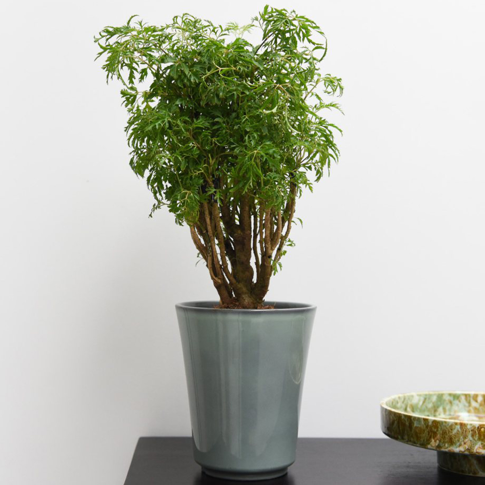 Thompson & Morgan Polyscias Fruticosa Ming Potted Plant Image 1