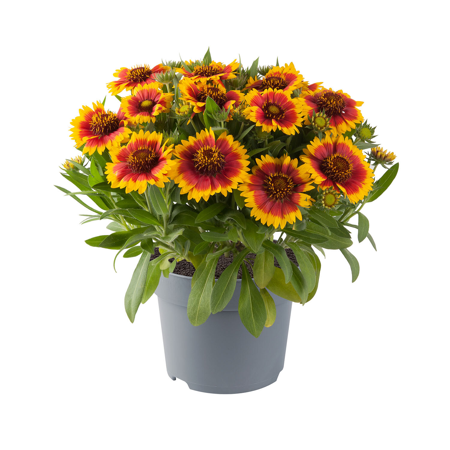 Dry Spots Gaillardia Guapa Flamenco - Multicolour Image