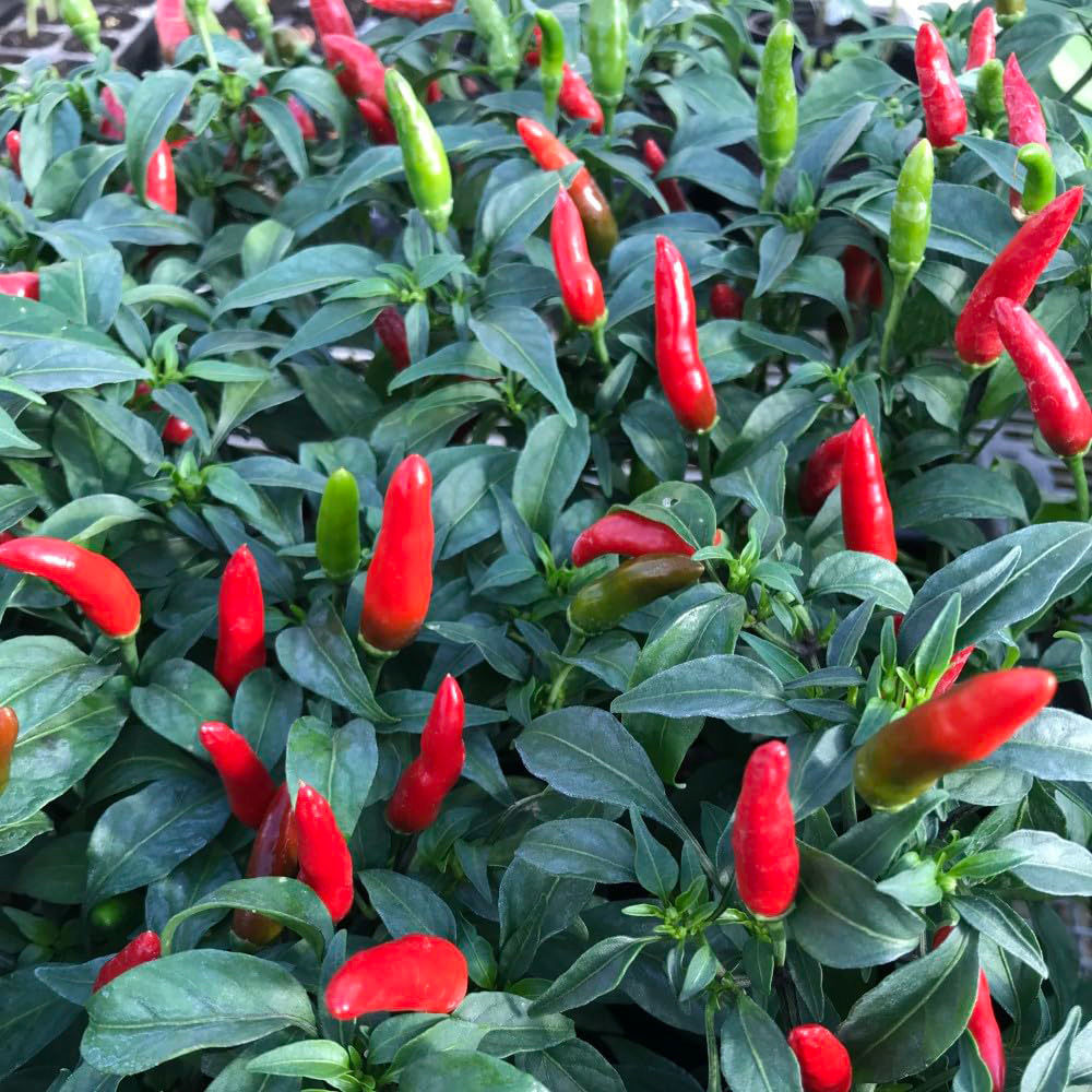 Thompson and Morgan Chilli Pepper Quick Fire F1 Seeds Image 1
