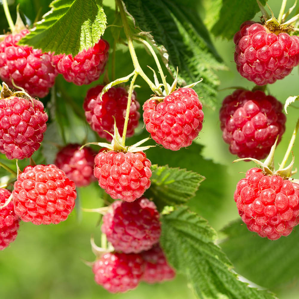 YouGarden Raspberry Lowberry Baby Dwarf Plant in Pot 3L Image 2