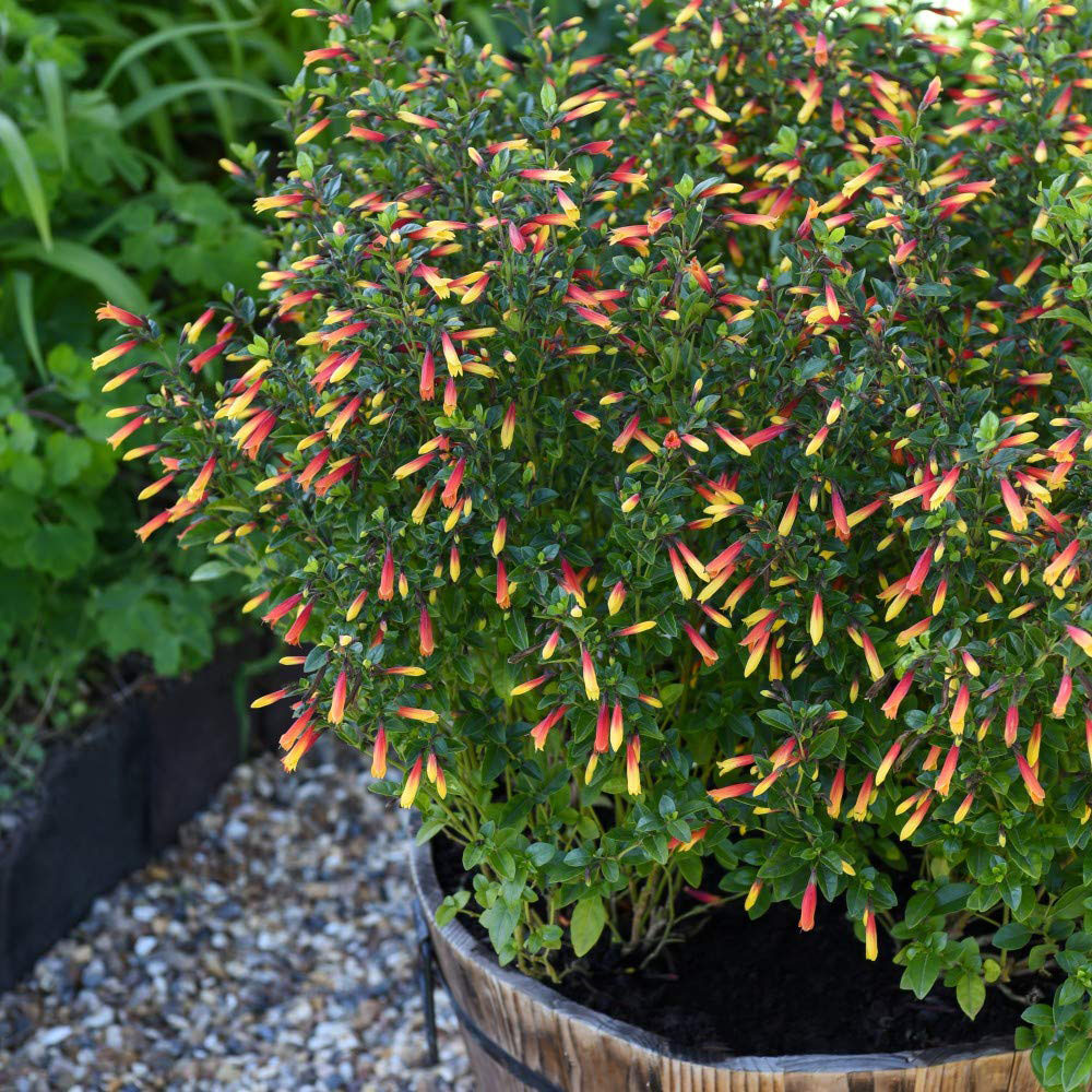 Thompson & Morgan Brazilian Jacobinia Paciflora Fuchsia Plant Pot 9cm Image 4