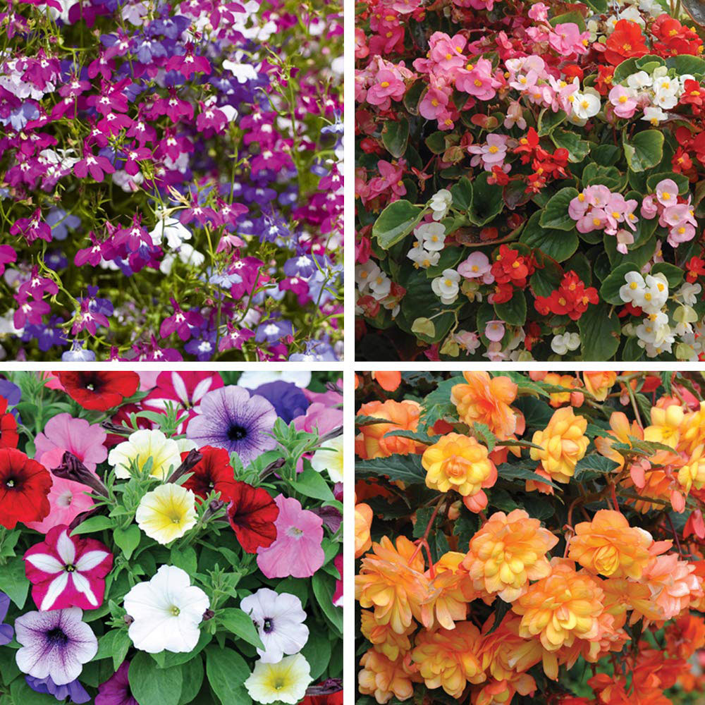 Thompson and Morgan Basket Collection Garden Ready Plants 120 Pack Image 1