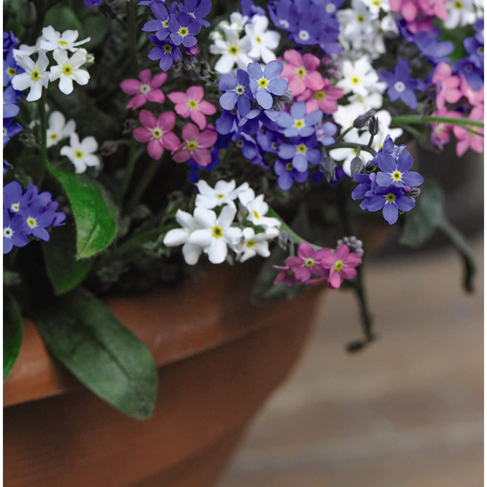 Thompson and Morgan Mysotis Forget Me Not Garden Ready Plant 15 Pack Image 3
