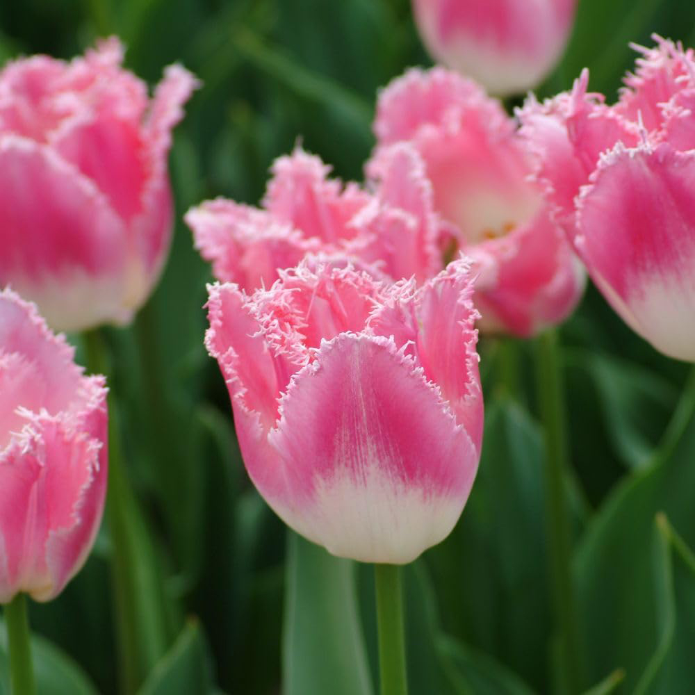 Thompson and Morgan Tulip Pretty in Pink Collection Planting Bulb 64 Pack Image 5