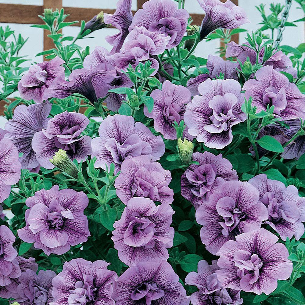 Thompson and Morgan Petunia Tumbelina Frills and Spills Priscilla Postiplug Plant 5 Pack Image 2