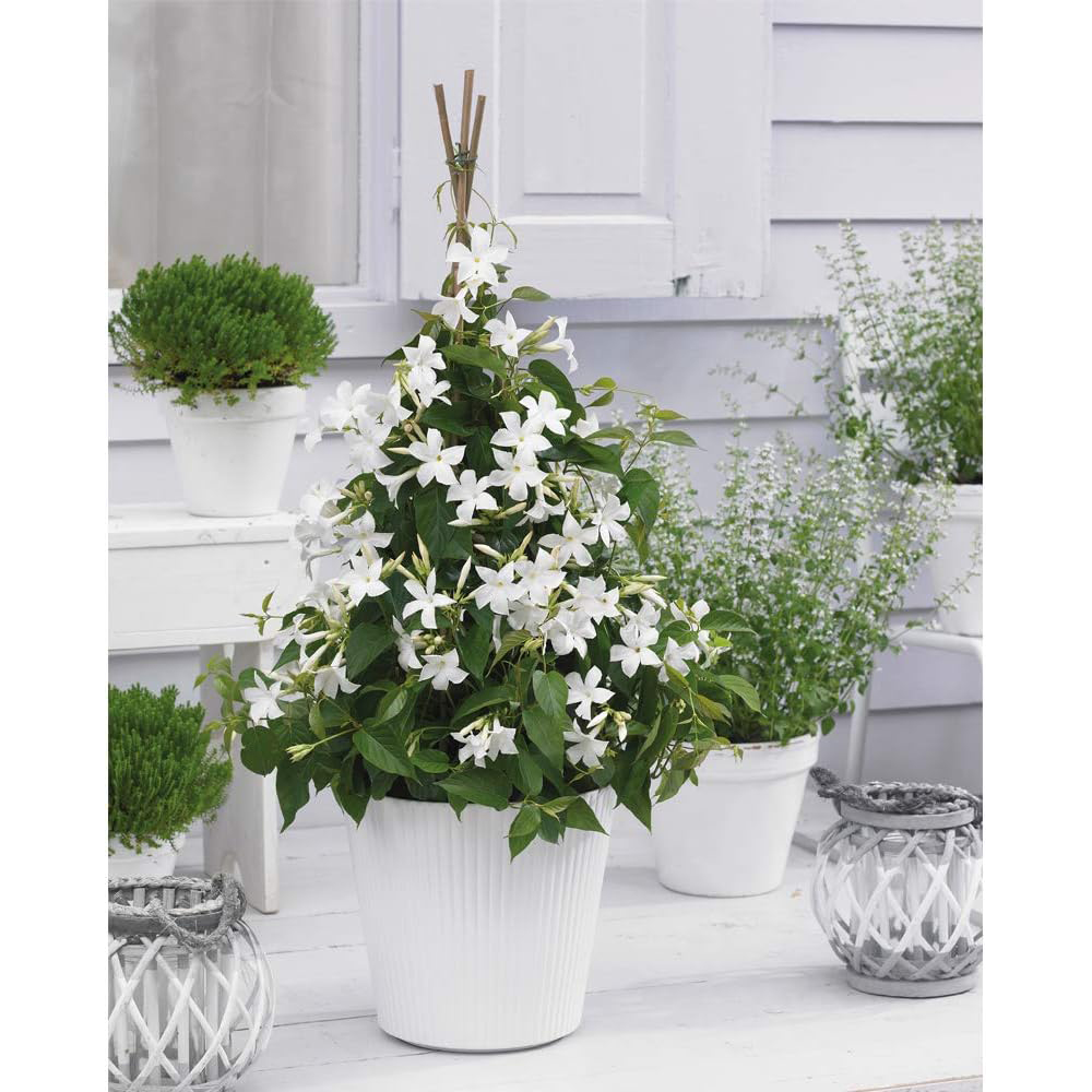 Thompson and Morgan Mandevilla White Plant Pot 10.5cm Image 3
