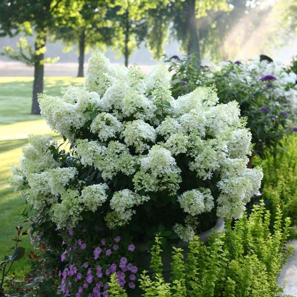 Thompson & Morgan Hydrangea Paniculata Bobo Plant Pot 25L 2 Pack Image 1