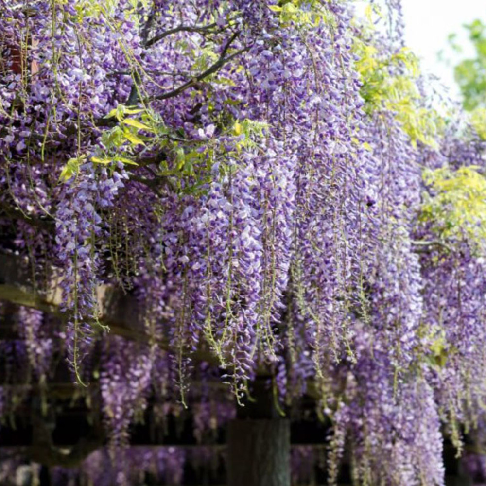 Thompson and Morgan Wisteria Formosa Issai Plant Pot 2L Image 1