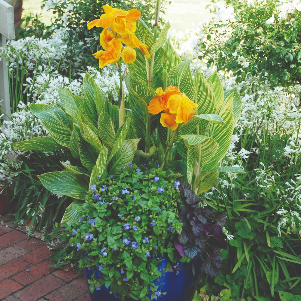 Thompson and Morgan Canna Tropicanna Gold Plant Pot 4.5L Image 2