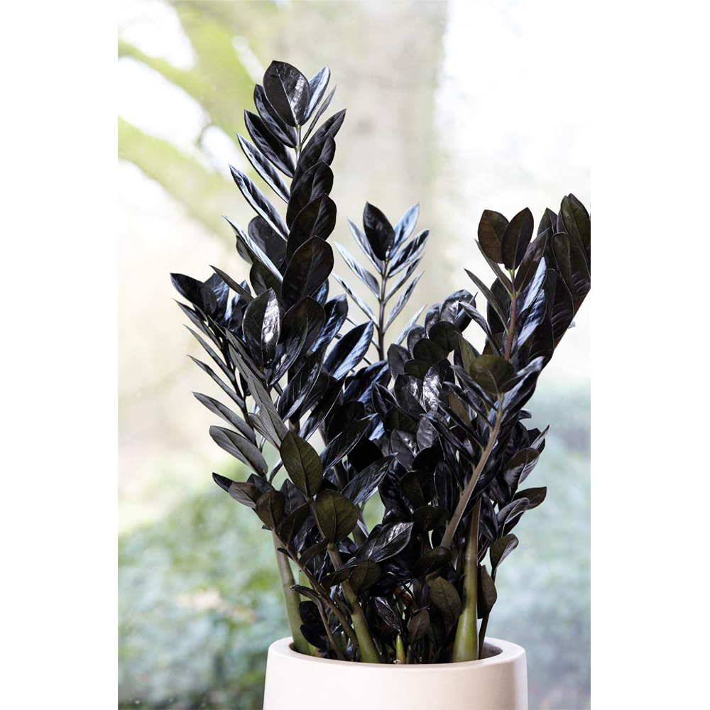 Thompson and Morgan Zamioculcas Raven Black Plant in Pot 14cm 2 Pack Image 3