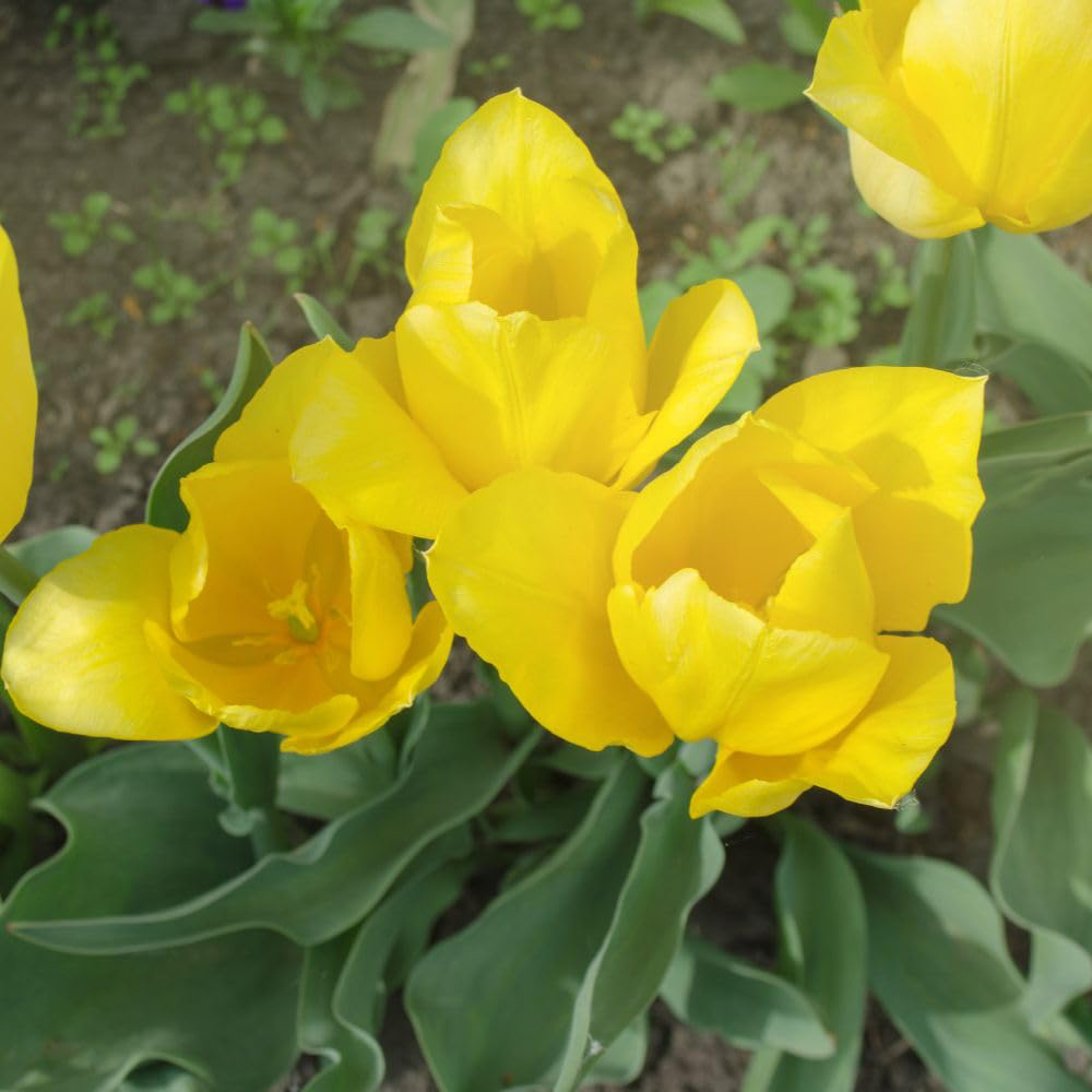 Thompson and Morgan Tulip Triumph Yellow Flight Bulbs 16 Pack Image 1