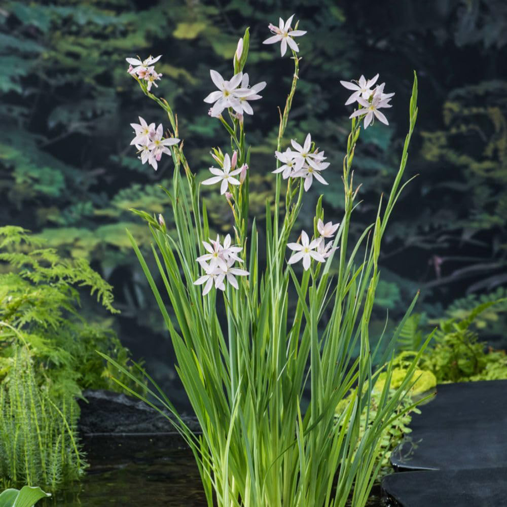Thompson and Morgan Schizostylis Coccinea Alba Plant Pot 9cm 2 Pack Image 3