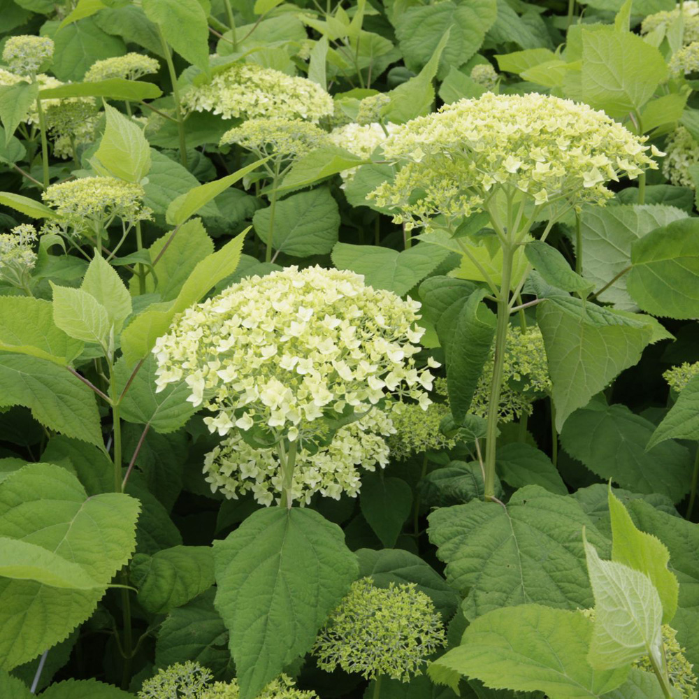 Thompson and Morgan Hydrangea Annabelle Plant Pot 12L 2 Pack Image 6