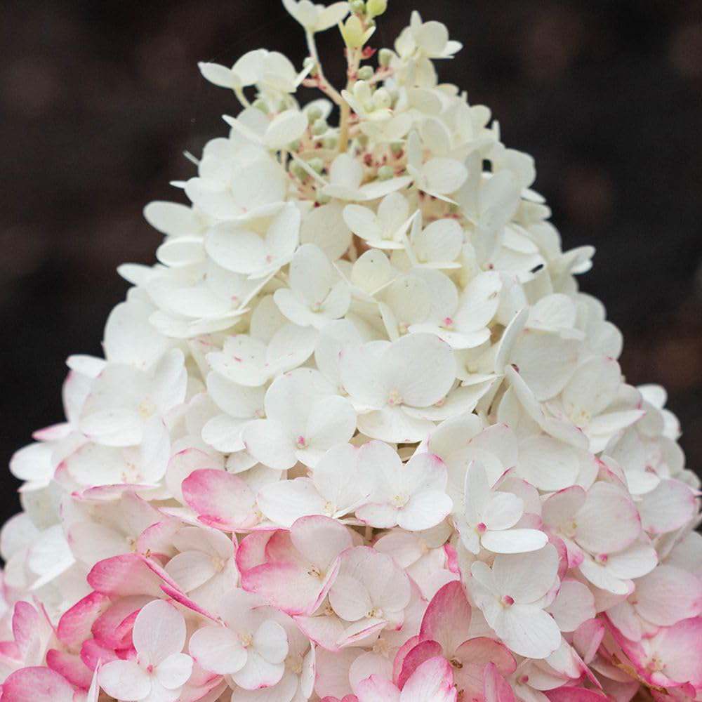 Thompson & Morgan Hydrangea Paniculata Living Strawberry Blossom Plant Pot 12cm Image 1
