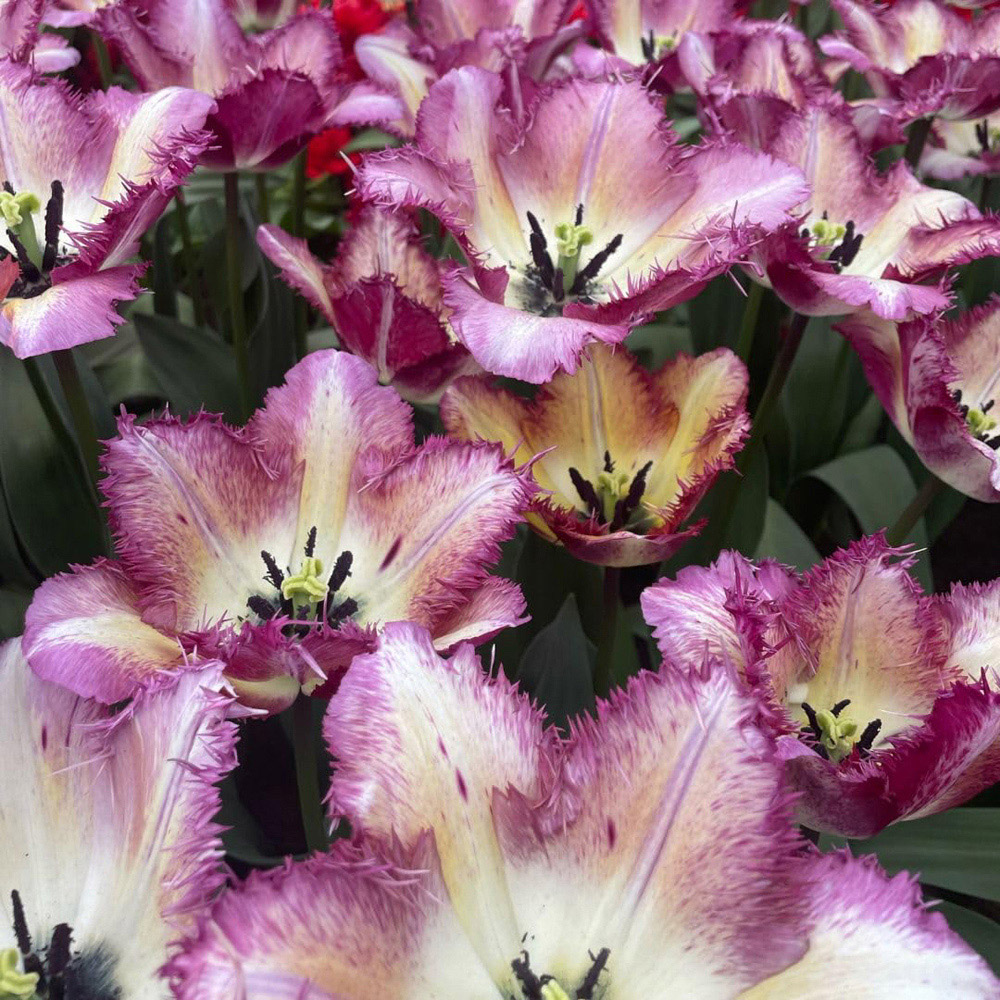 Thompson and Morgan Tulip Colour Fusion Bulbs 8 Pack Image 3