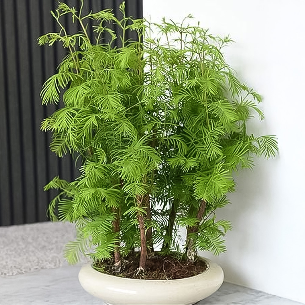 Thompson and Morgan Bonsai Metasequoia Forest in Oval Ceramic Potted Plant 16cm 2 Pack Image 1