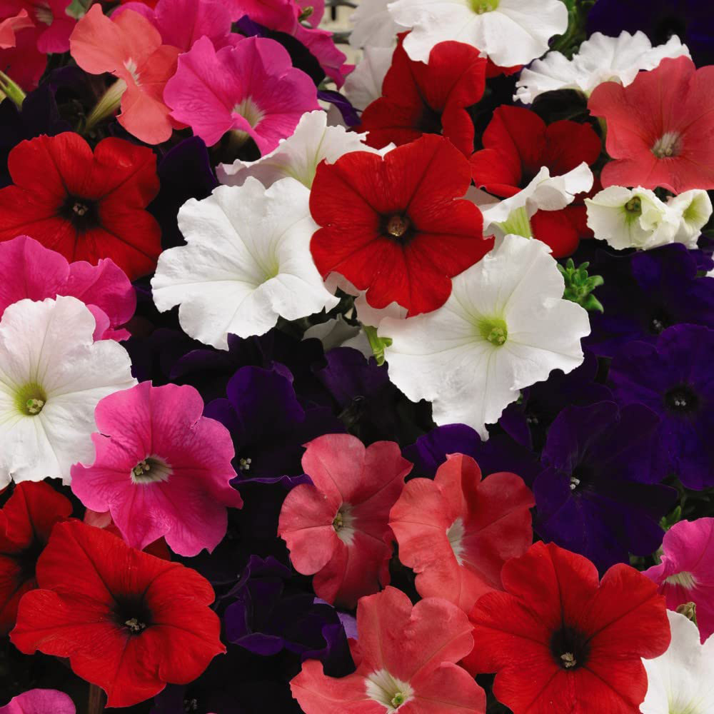 Thompson and Morgan Petunia Express Mixed Garden Ready Plant 15 Pack Image 6