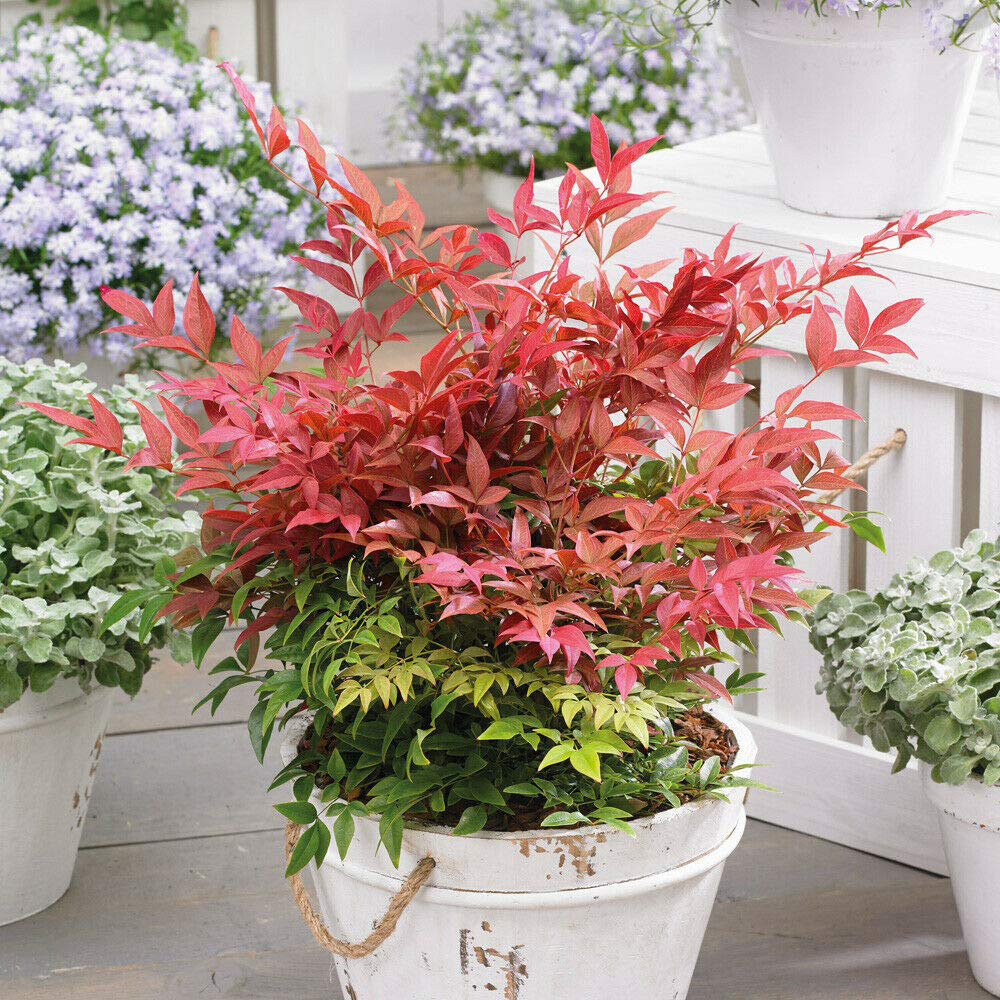 Thompson and Morgan Nandina Domestica Obsessed Plant 2 Pack Image 2