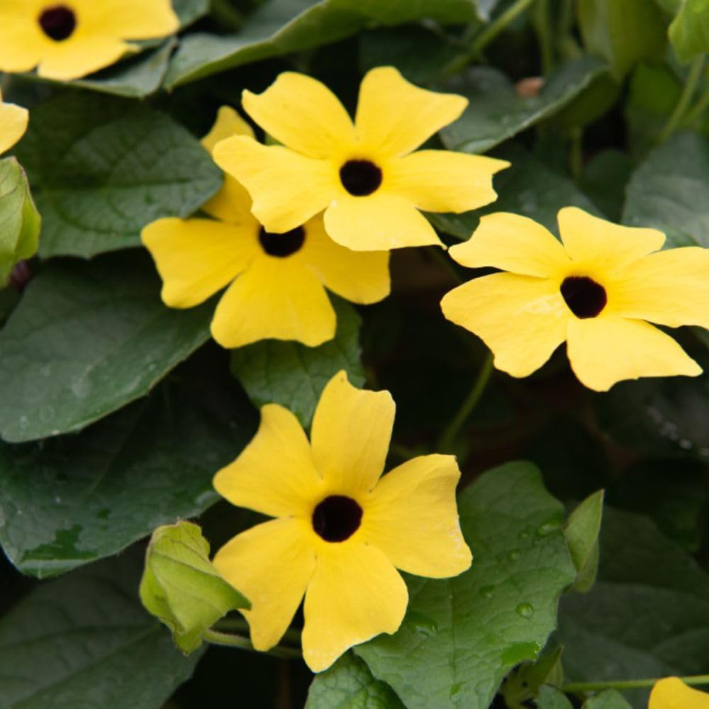 Thompson and Morgan Thunbergia Sunny Susy Collection Jumbo Plug Plant 5 Pack Image 5