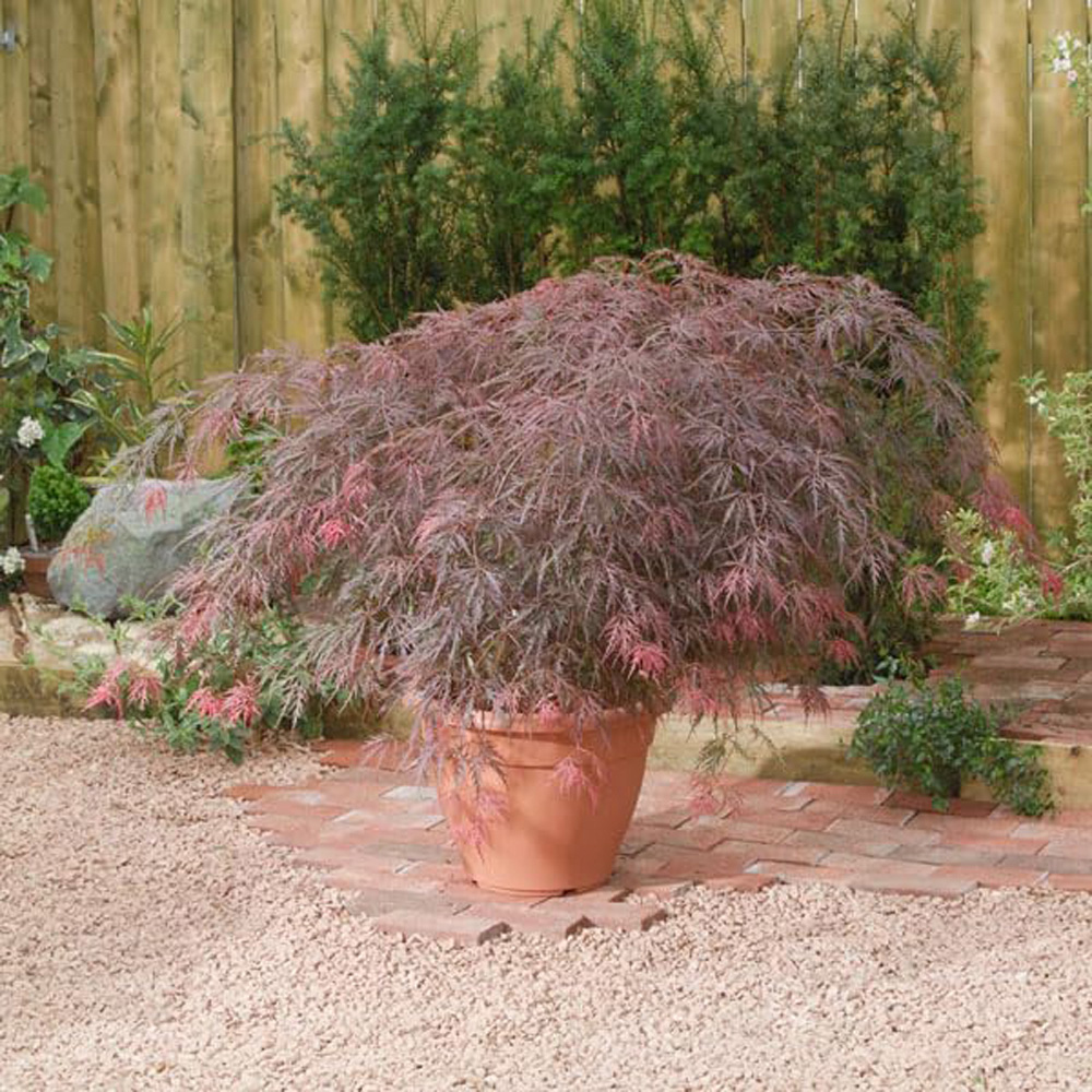 Thompson & Morgan Acer Palmatum Dissectum Garnet Plant Pot 7.5L Image 3
