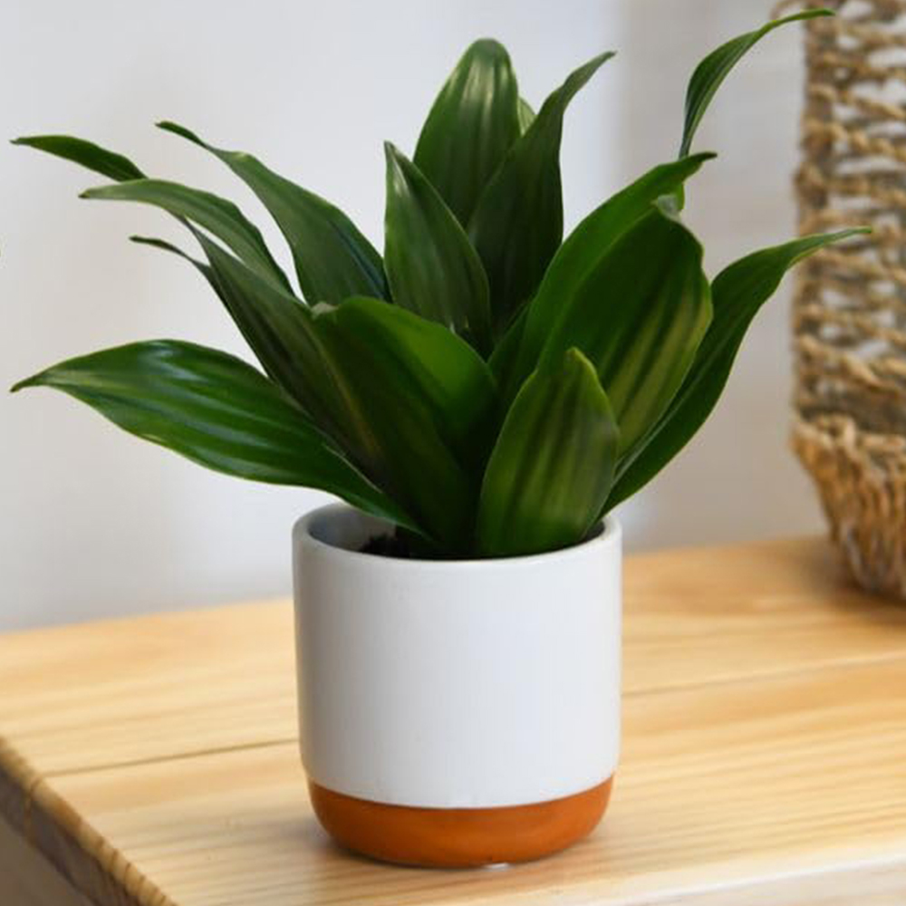 Thompson and Morgan Dracaena Dragon Tree Fragrans Compacta Plant Pot 12cm 2 Pack Image 1