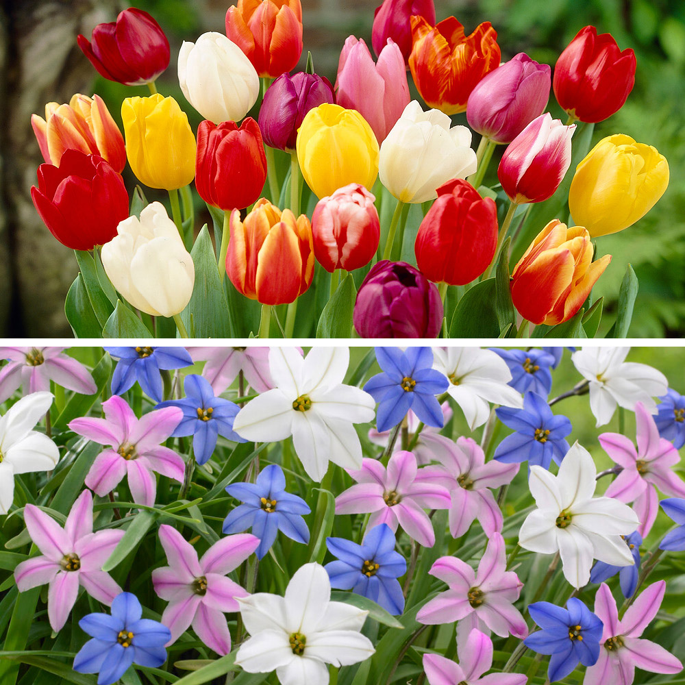 wilko The Spring Flowering Bulb Collection 300 Pack Image 2