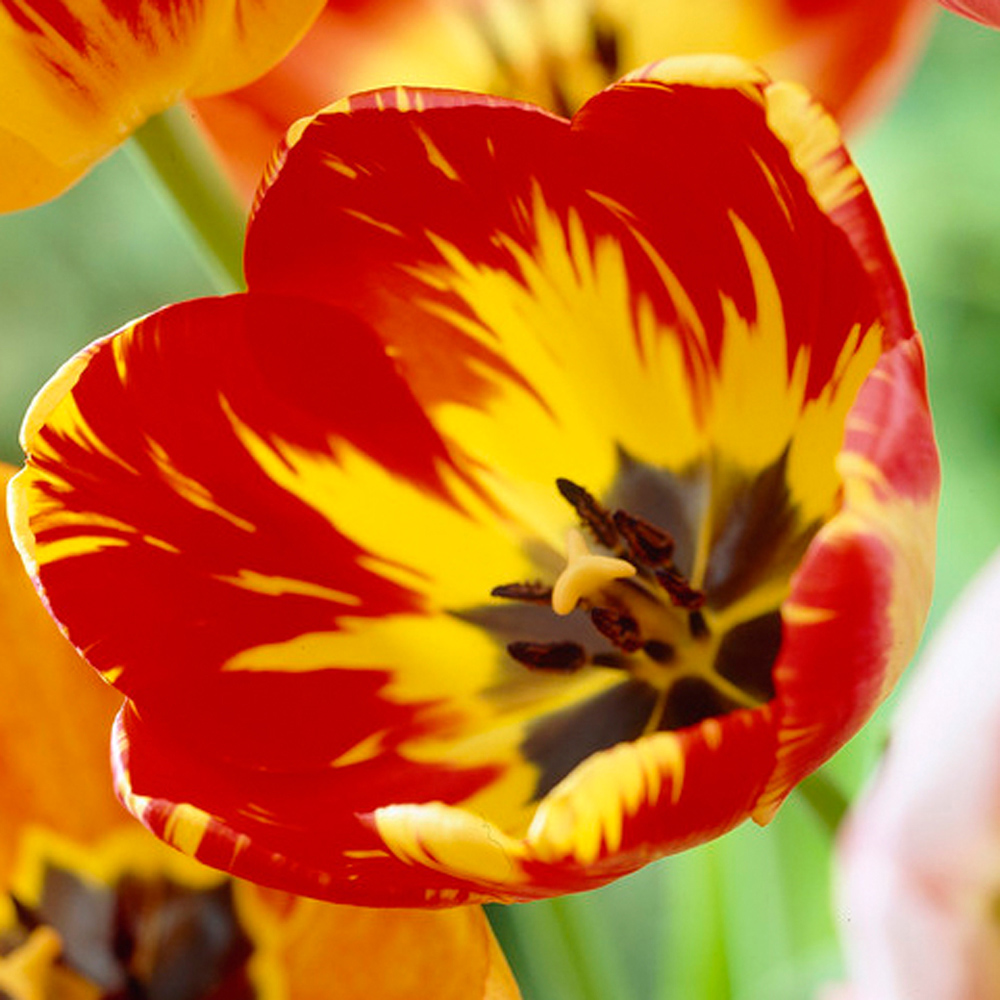YouGarden Rembrandt Mix Tulip Planting Bulb 30 Pack Image 2