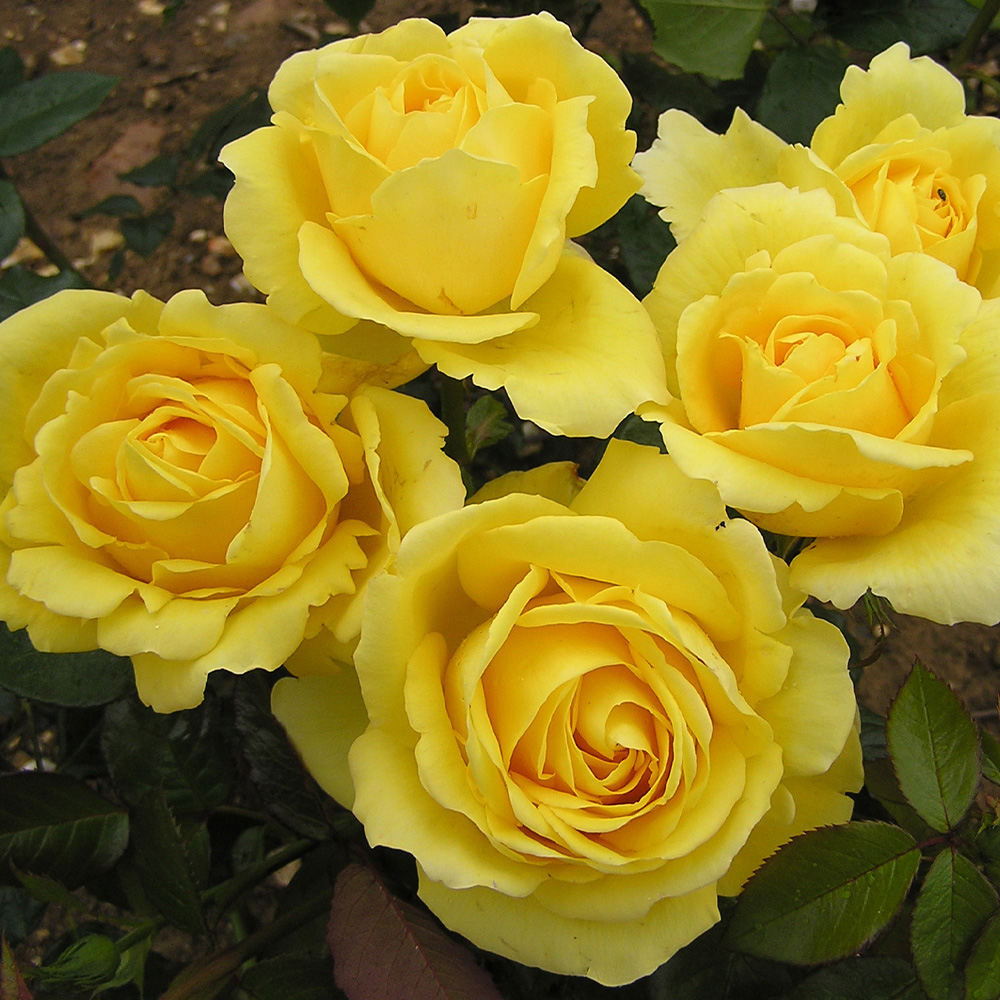 Wilko Rose Golden 50th Wedding Anniversary Plant Image 1