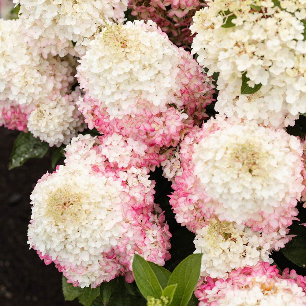 YouGarden Hydrangea Paniculata Red Velvet Plant in Pot 12cm 3 Pack Image 2