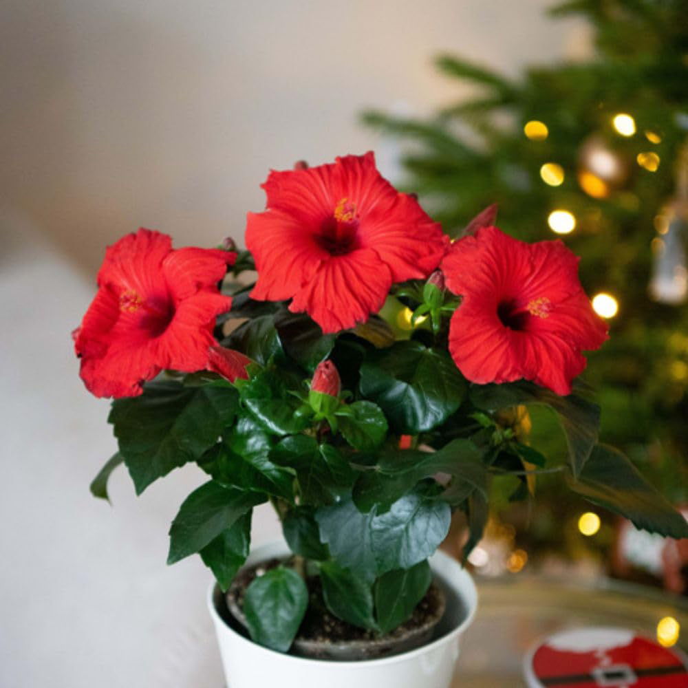 Thompson and Morgan Christmas Gift Hibiscus Flair Plant Pot 13cm Image 3