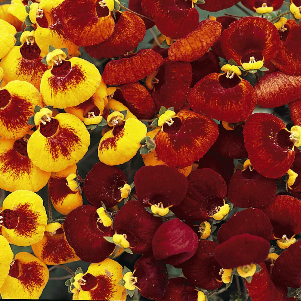 Thompson & Morgan Calceolaria Sunset Mixed Seeds Image