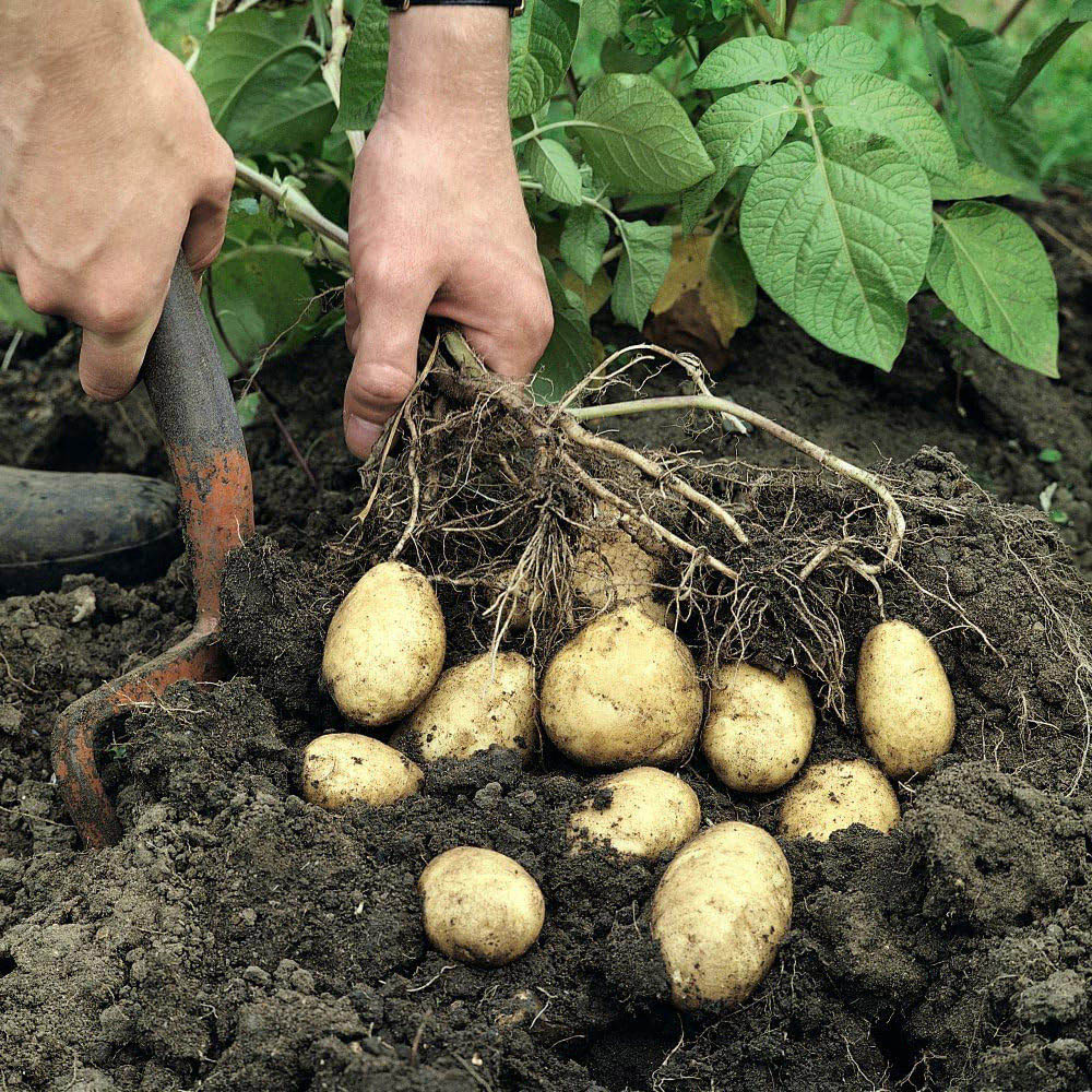 Thompson and Morgan Potato Patio Kit Image 4